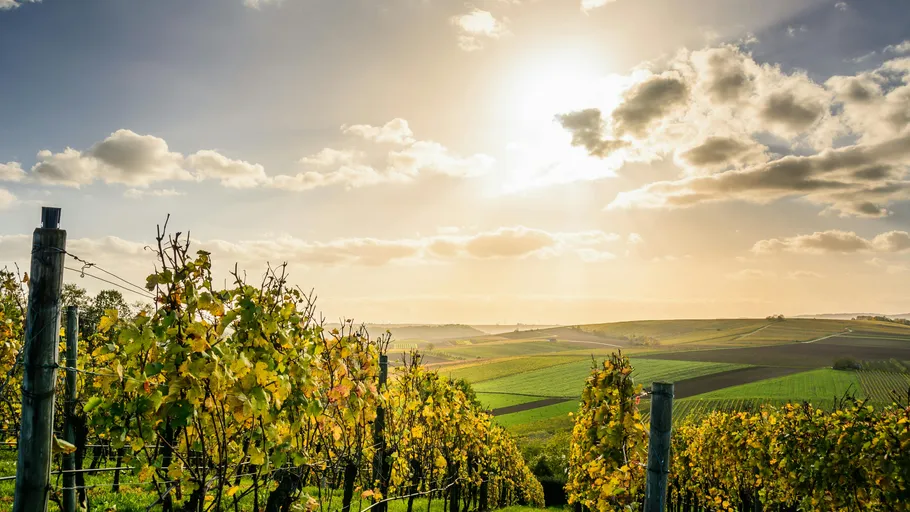 Vineyard with vines under a sunny sky.