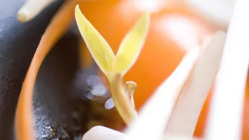 Close-up of sprouting seed with orange background.