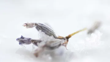 Nahaufnahme von Lavendel mit Schneeflocken, unscharfer Hintergrund.