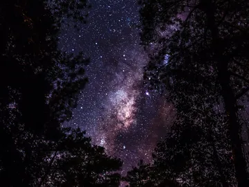Starry sky visible between trees at night.