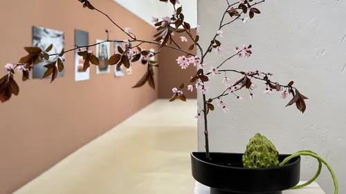 Kirschblütenzweig in Vase, Galeriehintergrund.