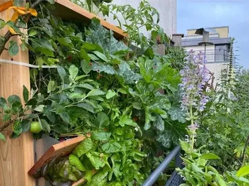 Vertical garden with various plants on a wall.