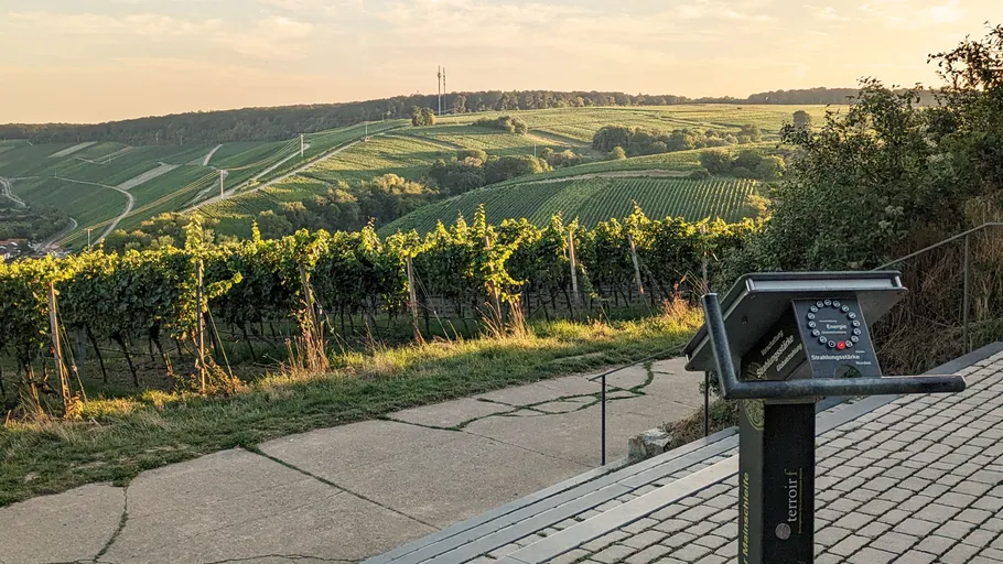 Weinberghügel bei Sonnenuntergang mit Fernglas.