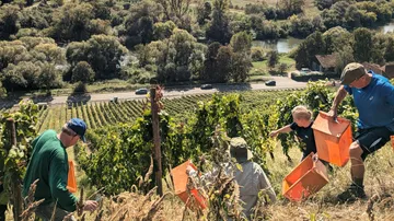 People harvesting grapes on steep vineyard hillside.