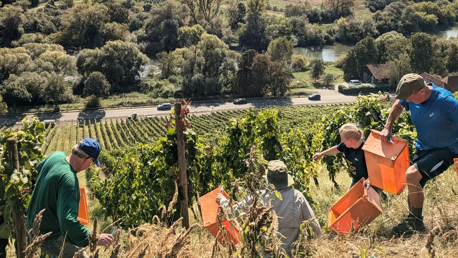 Menschen ernten Trauben auf steilem Weinbergshang.