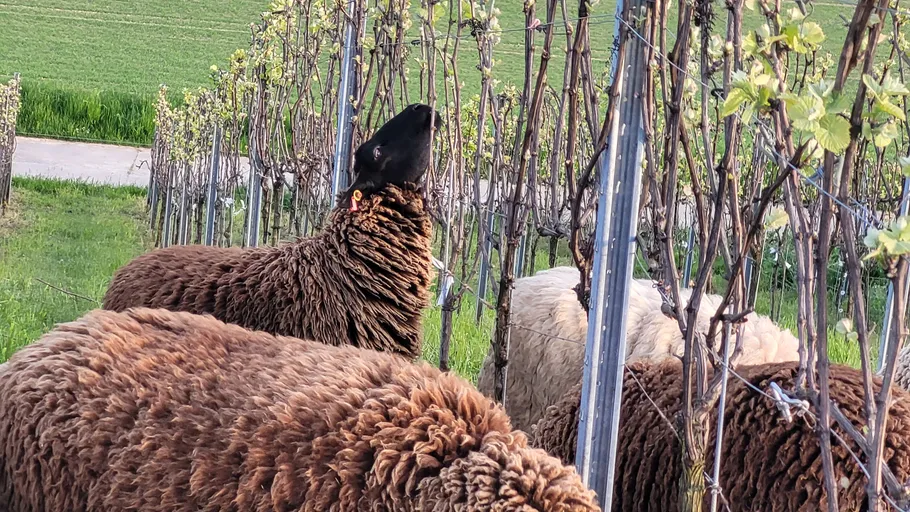 Schafe weiden im Weinberg.