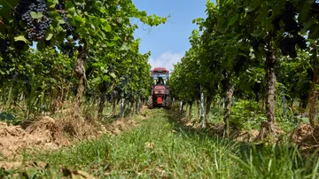 Tractor driving through vineyard with grapes.