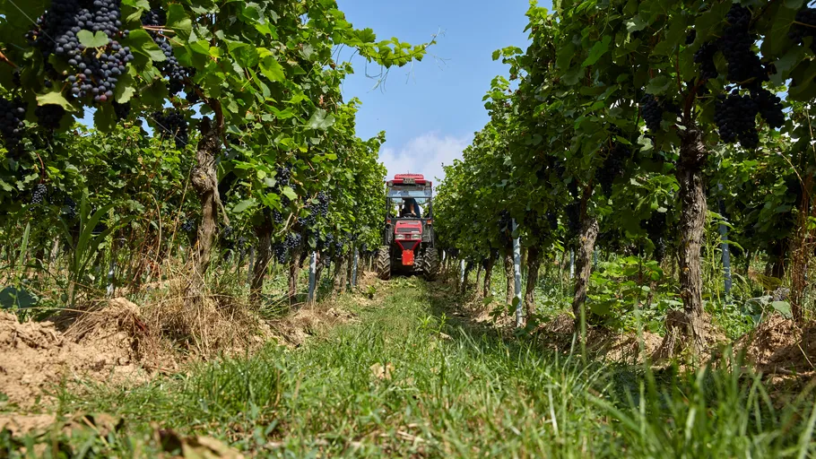 Traktor fährt durch Weinberg mit Trauben.