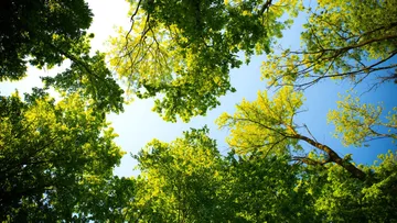 Green tree tops against blue sky.