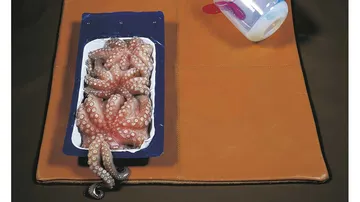 Octopus in tray on leather surface.