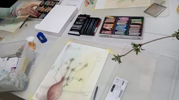 Person using pastels to draw a plant.