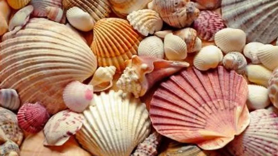 Verschiedene Muscheln dicht beieinander angeordnet.