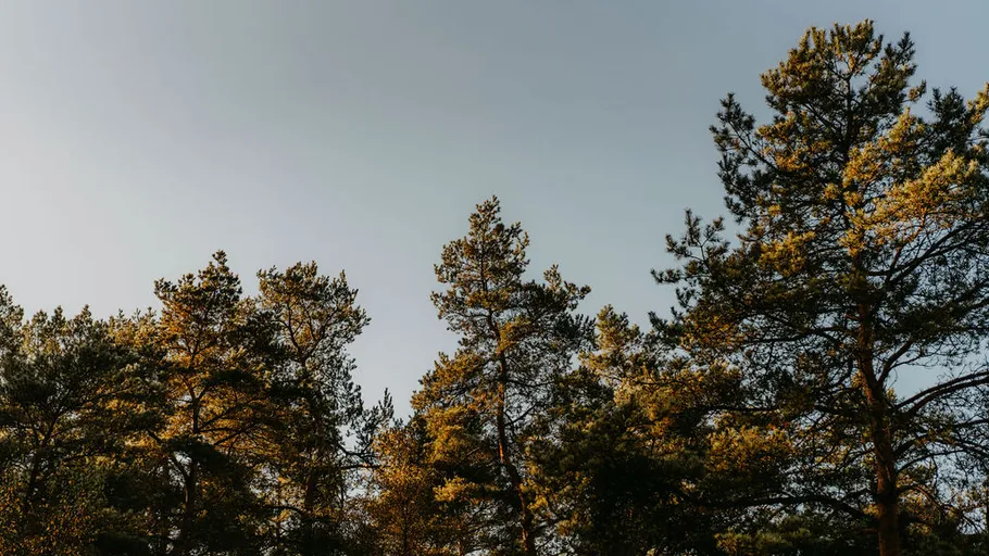 Hohe Kiefern vor klarem Himmel.