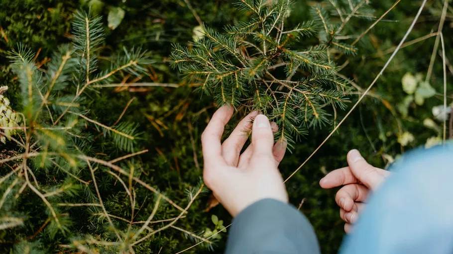 Hands touching green pine branches outdoors.