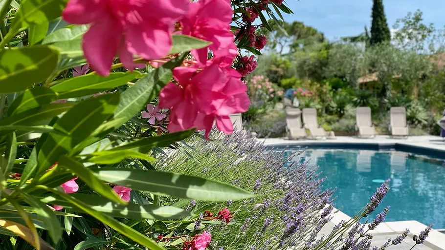 Rosa Blumen nahe eines Schwimmbeckens.