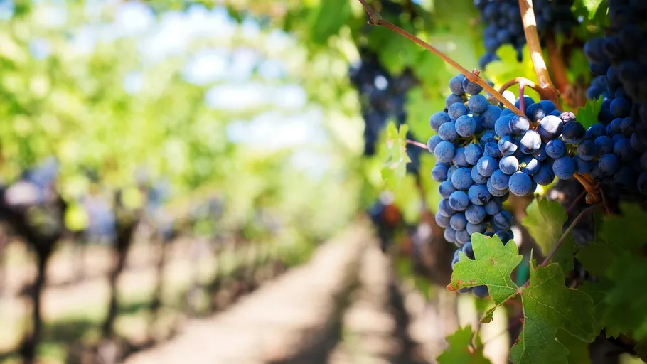 Grapes hanging in a sunny vineyard.