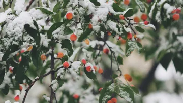 Schnee bedeckte Zweige mit roten Beeren draußen.