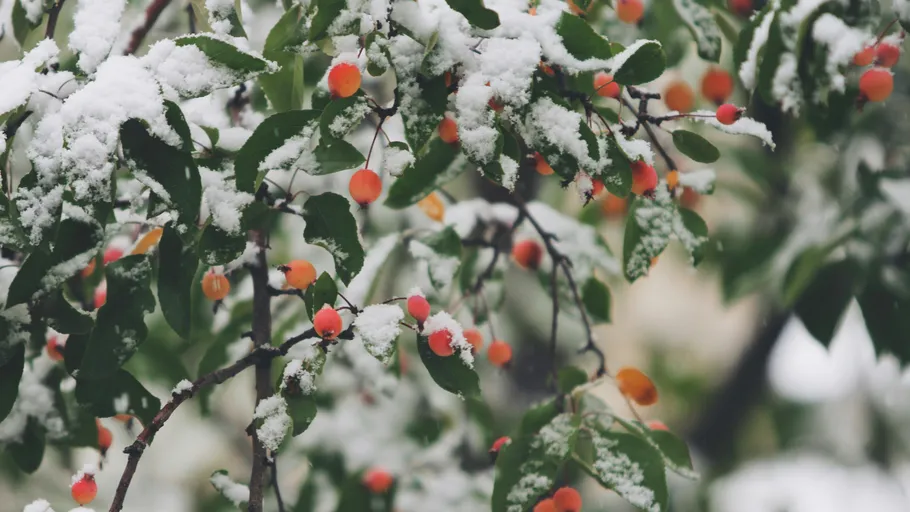 Snow-covered branches with red berries outdoors.