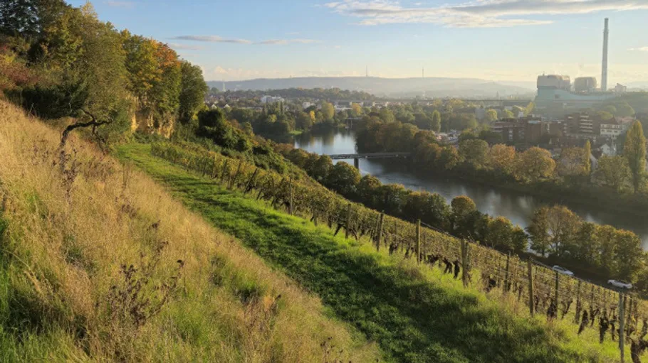 Vineyard hillside overlooking river and city.