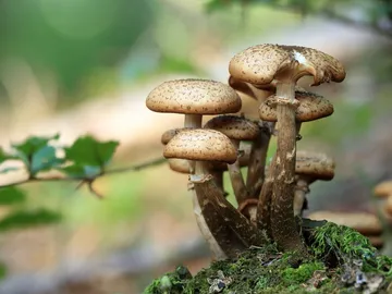 Mushrooms grow on a moss-covered tree stump in the forest.