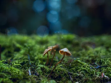 Mushrooms grow on moss-covered soil in a forest environment.