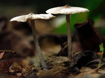 Two mushrooms grow on moist soil in the forest.