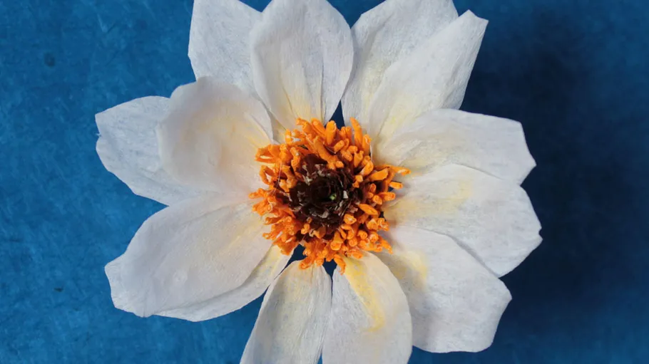 Weiße Blume mit orangefarbenem Zentrum auf blauem Hintergrund.