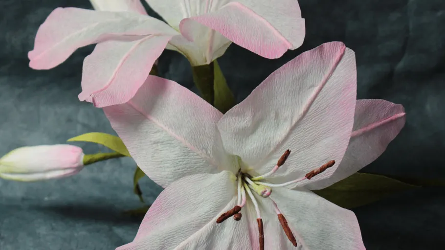 Weiße Lilien mit rosa Rändern auf dunklem Hintergrund.