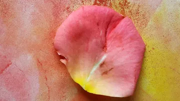 Rosa Blütenblatt auf buntem strukturiertem Hintergrund.