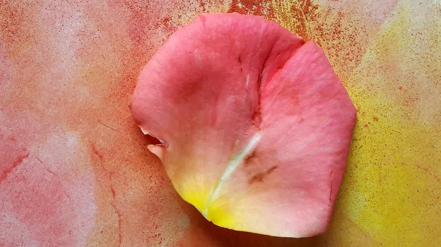 Rosa Blütenblatt auf buntem strukturiertem Hintergrund.