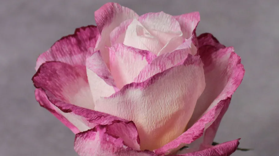 Rosa-weiße Rose mit strukturierten Blütenblättern.