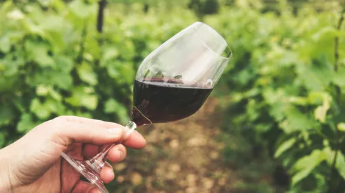 Hand hält Weinglas im Weinberg.
