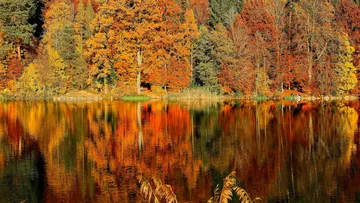 Autumn trees reflecting in a calm lake.