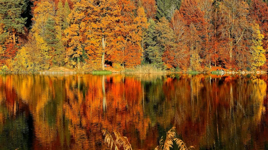 Herbstbäume spiegeln sich in einem ruhigen See.