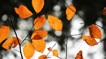 Orange autumn leaves on branches, blurry background.