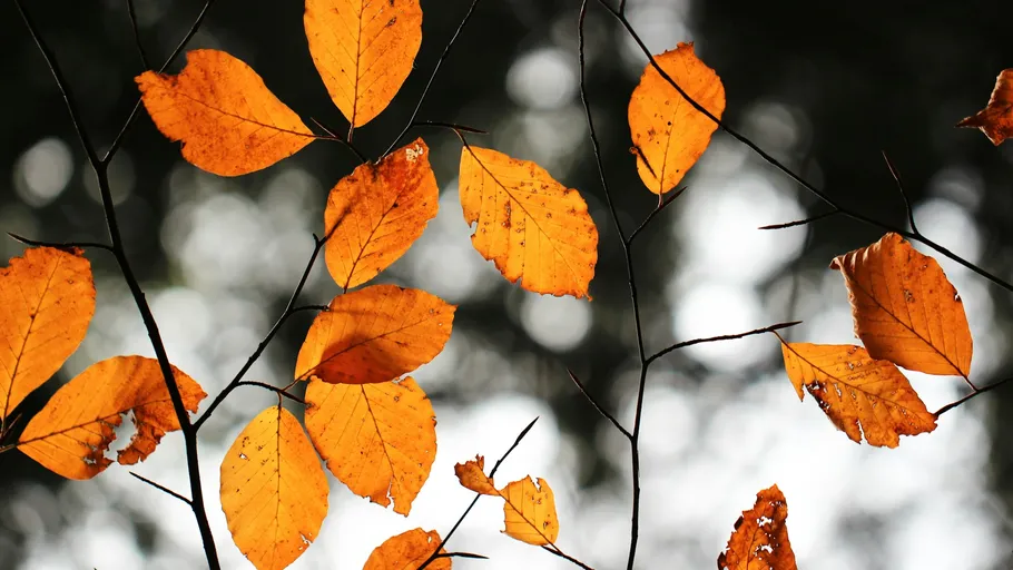 Orange Herbstblätter auf Zweigen, unscharfer Hintergrund.