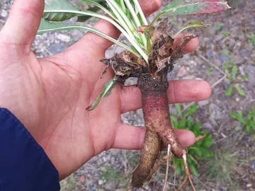Hand holds a tuberous root plant with leaf tips.