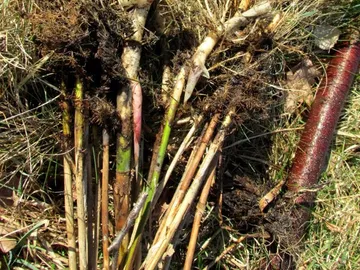 Wurzeln mit Erdbeschichtung liegen auf grünem Gras.