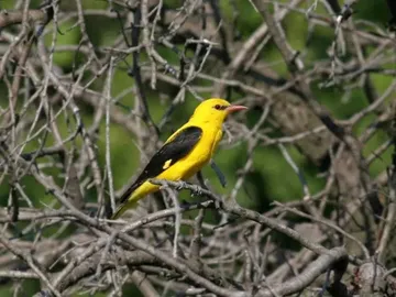 Yellow bird sits on a branch in dry branches.