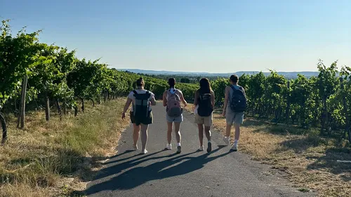 Vier Personen gehen durch sonnigen Weinberg.