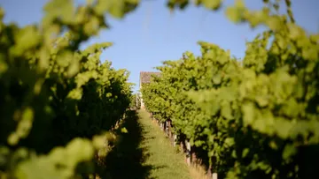 Vineyard rows leading to a distant house.