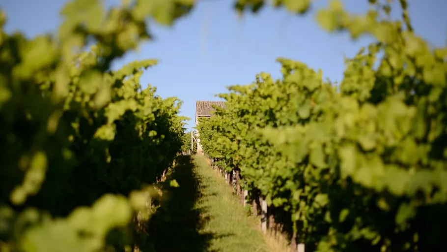 Weinreben führen zu einem fernen Haus.