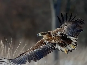 An eagle flies majestically over tall grass.