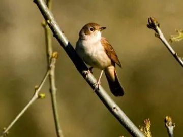 Bird sits on a branch in nature.