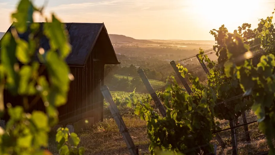 Weinberg bei Sonnenuntergang mit Holzhütte.