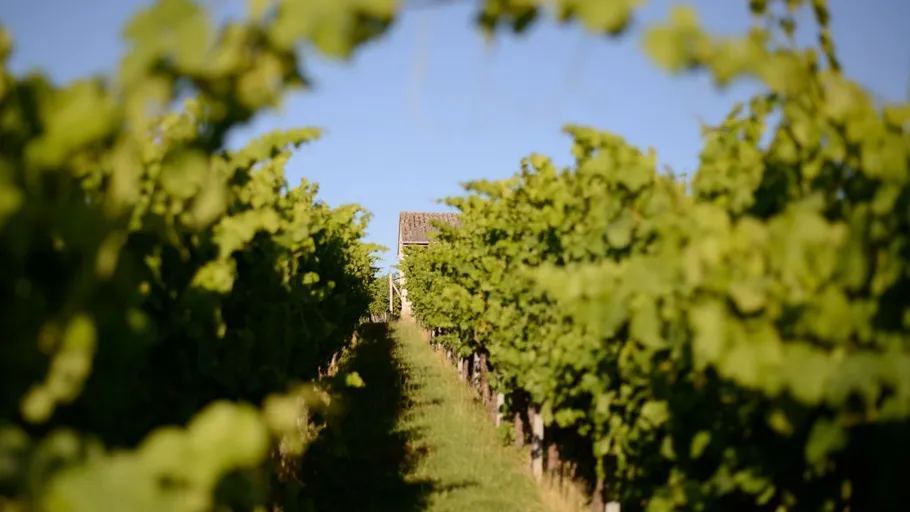 Weinberg mit entferntem Haus unter blauem Himmel.