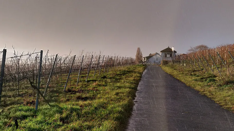 Weinberg im Regen, Haus im Hintergrund.