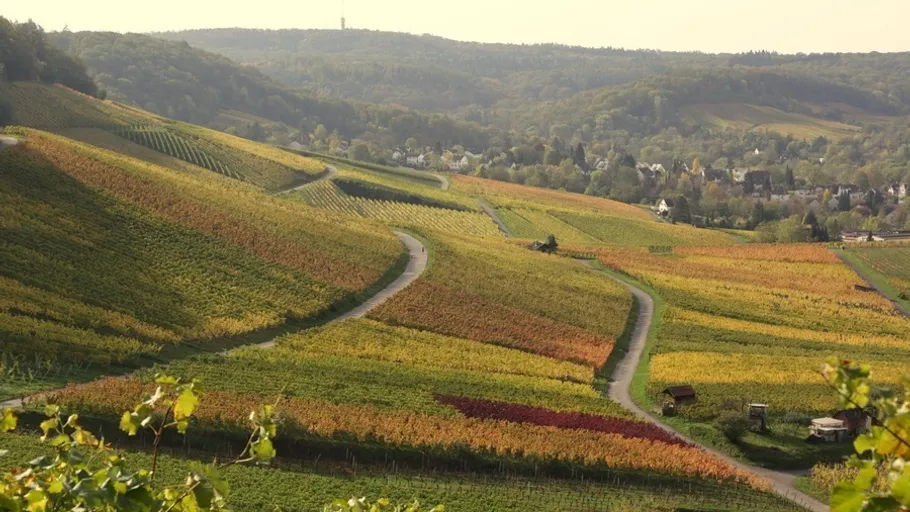 Weinberge mit buntem Laub auf Hügeln.