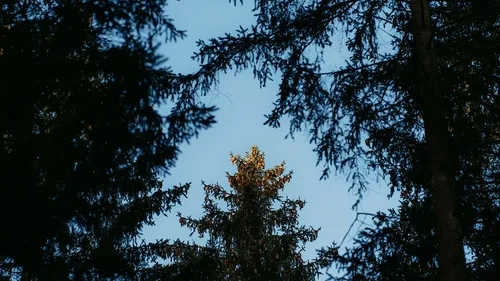 Tree tops silhouetted against clear sky.
