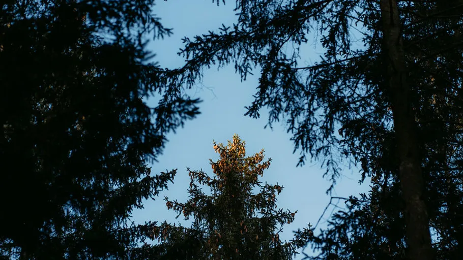 Baumkronen gegen klaren Himmel silhouettiert.
